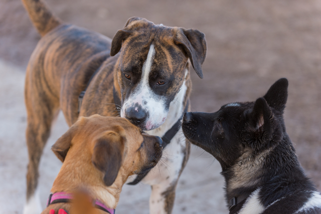 Prägung vs. Sozialisierung bei Hunden: Was ist der Unterschied?